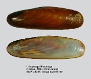 Lithophaga lithophaga